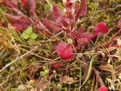 Rumex bucephalophorus
