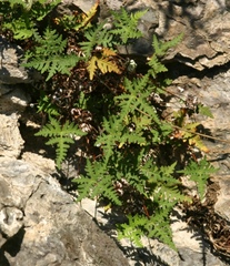 Aleuritopteris argentea