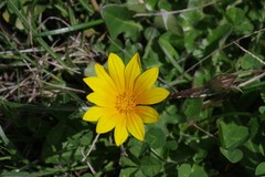 Gazania linearis linearis