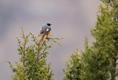 Phoenicurus hodgsoni