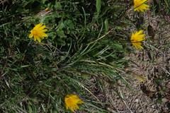 Gazania linearis linearis
