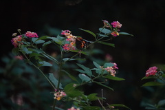 Vanessa indica indica
