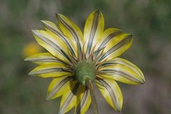 Gazania linearis linearis