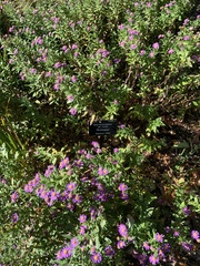 Aster microcephalus ovatus