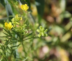 Ranunculus arvensis