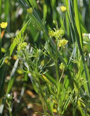 Ranunculus arvensis