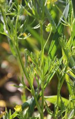 Ranunculus arvensis