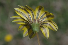 Gazania linearis linearis