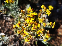 Senecio carnerensis