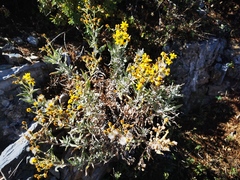 Senecio carnerensis