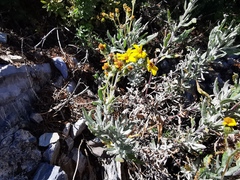 Senecio carnerensis