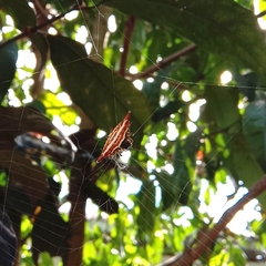 Gasteracantha frontata