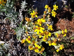 Senecio carnerensis
