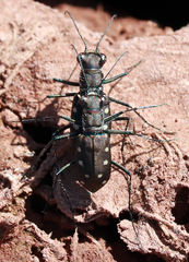 Cicindela ocellata rectilatera