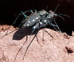 Cicindela ocellata rectilatera