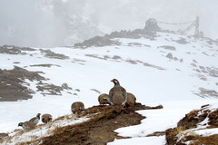 Tetraogallus tibetanus