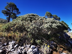 Pinus culminicola