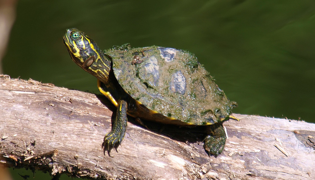 Texas Cooter from Dallas, TX, USA Reinhart branch on July 24, 2018 at ...