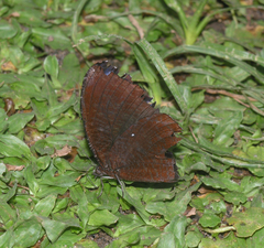 Elymnias hypermnestra