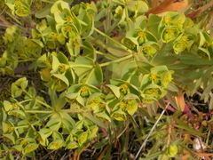 Euphorbia portlandica