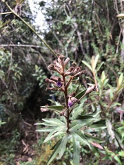 Lepidaploa karstenii