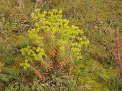 Euphorbia portlandica