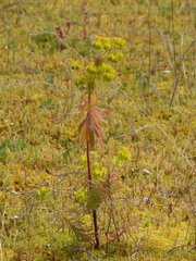 Euphorbia portlandica