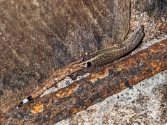 Sphaerodactylus millepunctatus image