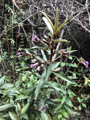 Lepidaploa karstenii