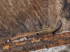 Sphaerodactylus millepunctatus