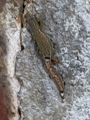 Sphaerodactylus millepunctatus
