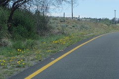 Gazania linearis linearis