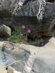 Vernonia lettermannii