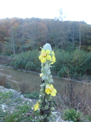 Verbascum gnaphalodes
