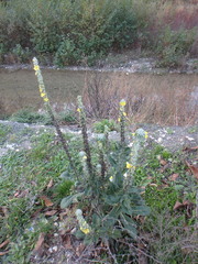 Verbascum gnaphalodes