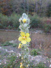 Verbascum gnaphalodes