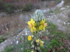 Verbascum gnaphalodes