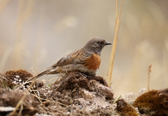 Prunella rubeculoides