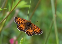Melitaea parthenoides