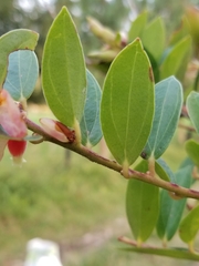Cavendishia bracteata