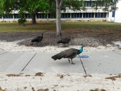 Pavo cristatus × muticus