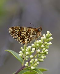 Melitaea parthenoides