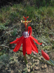 Passiflora miniata