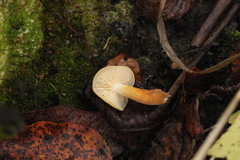 Flammulina elastica