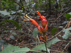 Sanchezia rubriflora