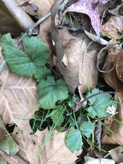 Geum laciniatum
