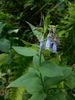 Tall Bluebell - Photo (c) David Greenberger, some rights reserved (CC BY-NC-ND), uploaded by David Greenberger
