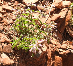 Syncolostemon pretoriae