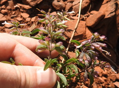 Syncolostemon pretoriae
