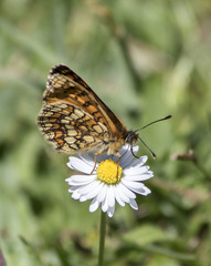 Melitaea parthenoides